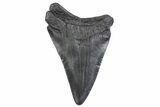 Juvenile Megalodon Tooth - South Carolina #370296-1